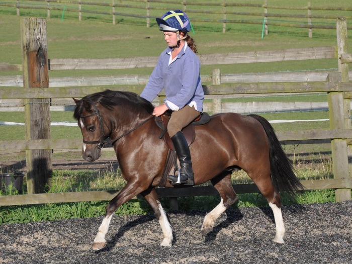 Adults riding small breeds Horse Gossip