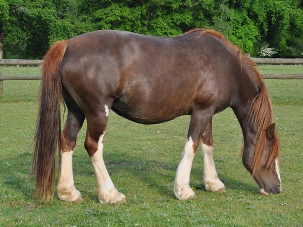 Marchell Perpetual Motion