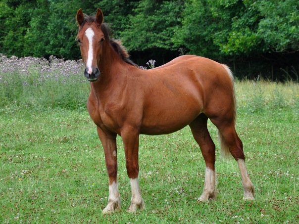 Floreat Jumping Jack