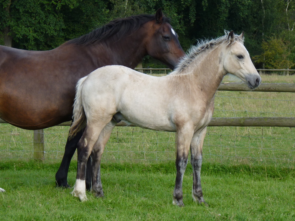 Floreat Rolling Stone