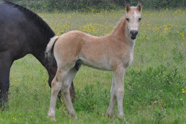 Floreat Rolling Stone