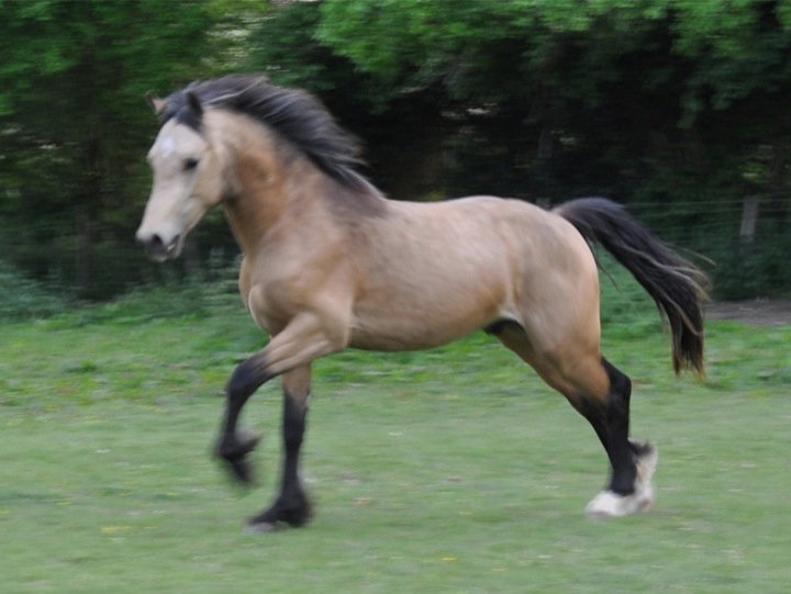 Floreat Heart of Stone