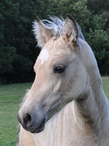 Floreat Heart of Stone
