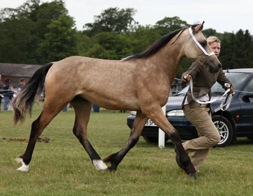 Floreat Heart of Stone