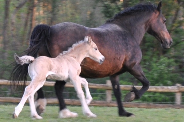 Floreat Rolling Stone