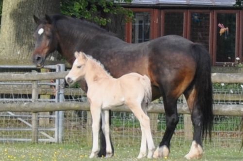 Floreat Rolling Stone