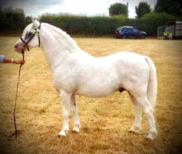 Flydon Dant-y-Llew
