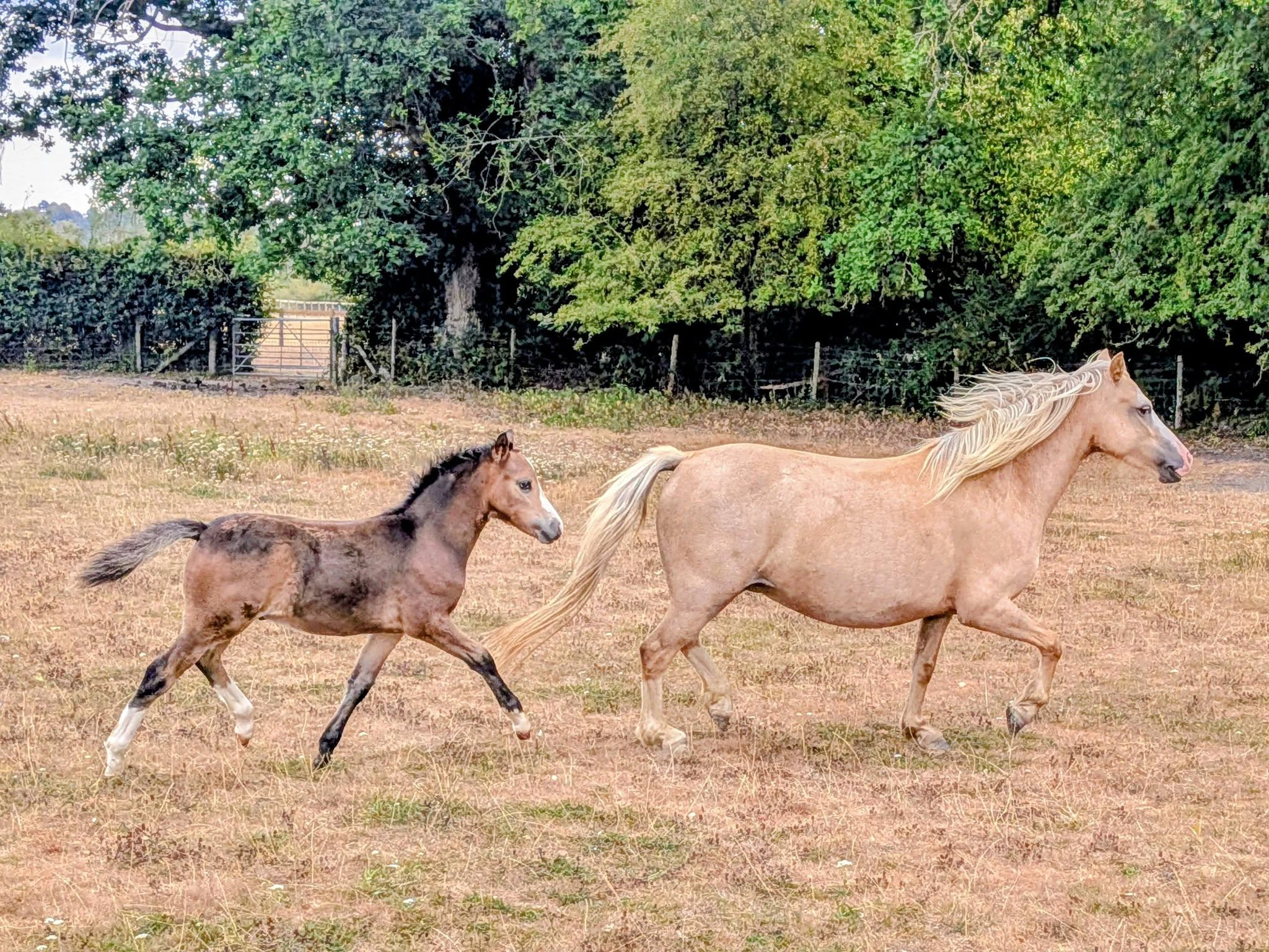 Floreat Galahad